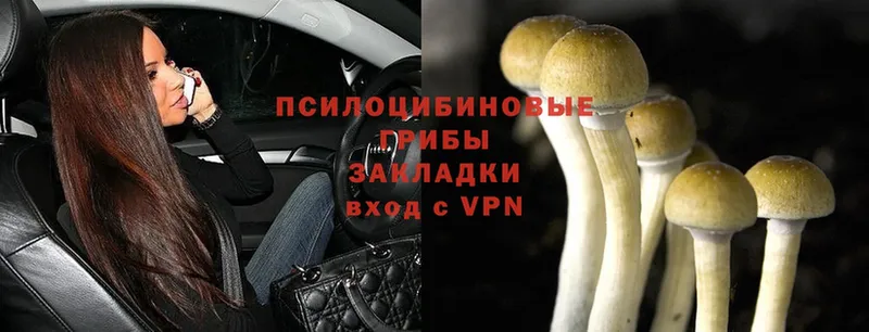 наркошоп  Братск  Галлюциногенные грибы Psilocybe 